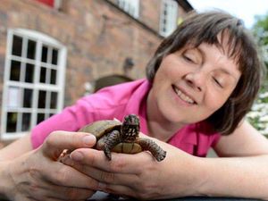 Supporting image for story: Shropshire family 'shell-shocked' by turtle Jim's return