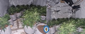 The cannabis plants found inside the property