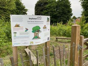 Supporting image for story: Tiny forest gives Wolverhampton school a natural classroom