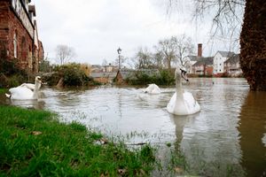 The swans at Greyfriars Bridge, Shrewsbury