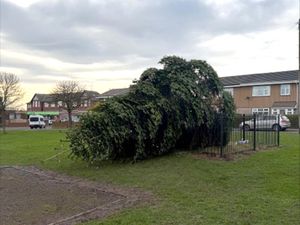 Supporting image for story: Two men arrested after village Christmas tree cut down