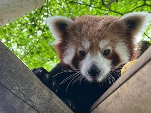 Supporting image for story: Dudley Zoo welcomes rare red panda in hope to save endangered species