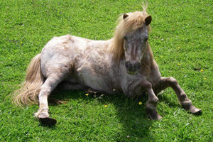 One of the horses owned by Edwin and Sylvia Pope