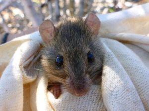 Supporting image for story: Australian government declares Bramble Cay melomys rodent extinct