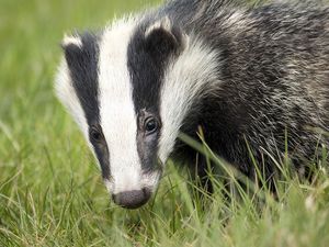 Supporting image for story: Man fined hundreds of pounds at court after interfering with badger sett