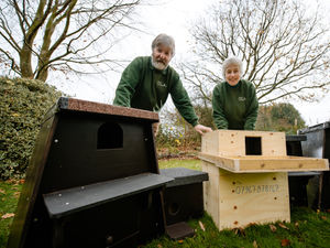 Supporting image for story: John turns his owl expertise into a business
