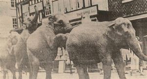 Elephants in the HIgh Street in 1963