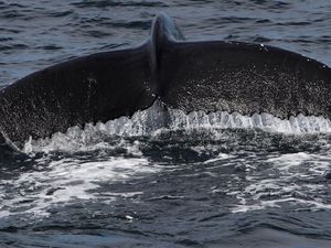 Supporting image for story: See Antarctica as you have never seen it before - with a whale's eye view