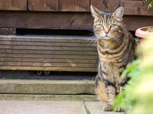 Supporting image for story: Cat owners warned of new law being introduced this summer which could land them a fine