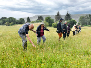 Supporting image for story: 'It shows the meadow is in good health' - Annual orchid count takes place at Telford nature reserve