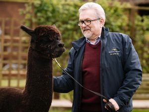Severn Hospice Chaplain Harry Edwards with his alpacas.