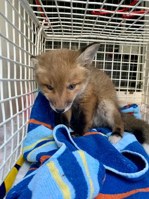 The fox cub was rescued by RSPCA inspectors