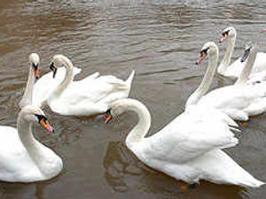Supporting image for story: Swans in lead poison shock