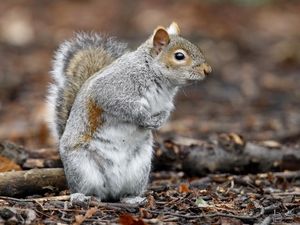 Supporting image for story: These are the likeliest places to find alien plant and animal species