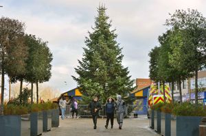 The new tree in Dudley High Street after the first was described as 'half-dead'