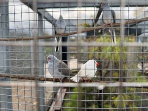 Birdkeepers are reminded to be alert to any signs of the disease.