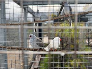 Supporting image for story: Poultry owners in Staffordshire ordered to keep birds indoors to prevent spread of bird flu