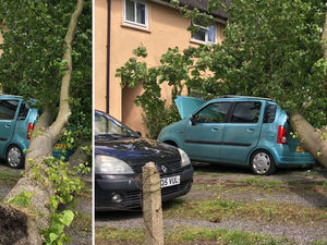 Supporting image for story: Shock after 30ft tree falls hitting car with mother and daughter inside