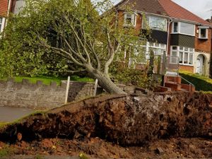 Supporting image for story: Trees down and Dudley Zoo forced to shut as high winds hit region