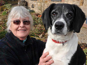 Supporting image for story: Jake rushed to vets after eating food found on walk