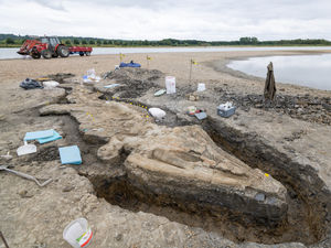 Supporting image for story: Largest 'sea dragon' dinosaur found in Britain to be cleaned and preserved in Shropshire