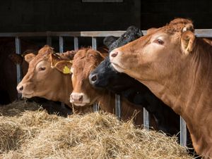 Supporting image for story: New feed launched to help finish cattle quicker