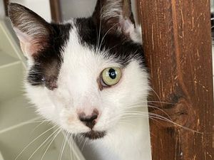 Supporting image for story: Appeal for adoption of ‘rare’ intersex kitten found in Northern Ireland