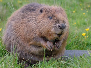 Supporting image for story: Beavers returning to Shropshire for first time since 16th Century