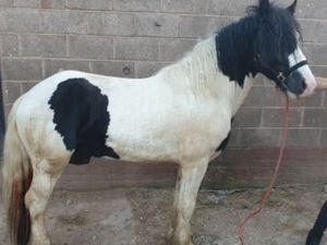 Supporting image for story: Search for owner as emaciated horses found in Dudley woodland