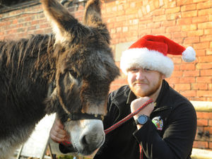 Supporting image for story: Hoo Farm planning for the future after Christmas cancellation