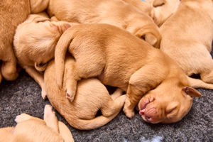 They were the first Guide Dog pups to be born in 2025. Photo: Dave Phillips/PinPep 