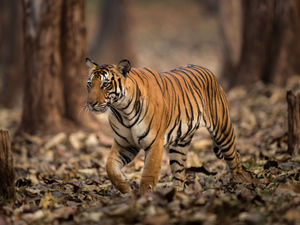 Supporting image for story: The wild animals being kept as pets in Staffordshire – what's near you