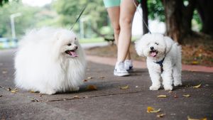 Are you walking your dog dangerously? Animal News Agency 