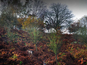 Supporting image for story: Deer involved in hundreds of road crashes