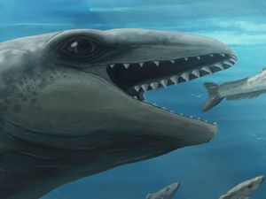 Supporting image for story: Scientists discover ‘deceptively cute’ ancient whale