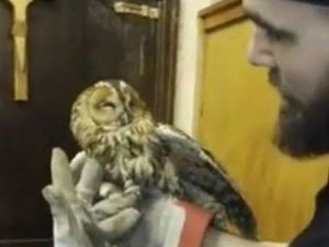 Supporting image for story: What a hoot! Engineers rescue two trapped tawny owls from Sedgley church