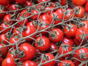 Supporting image for story: Shoppers across the UK facing tomato shortage in supermarkets 