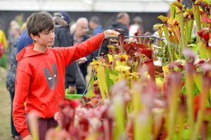 John King from Shropshire Sarracenias