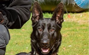 West Midlands Police have paid tribute to their loyal retired police dog, PD Stark, who passed away last week