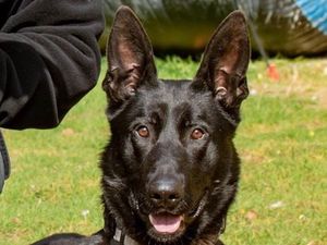 Supporting image for story: 'It has been an honour': West Midlands Police pays tribute to 'brave and fearless' retired police dog Stark who has died
