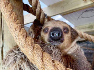 Supporting image for story: Cute Dudley sloth gets new home at zoo