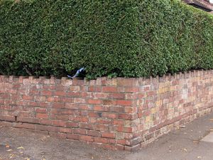 Remnants of police tape