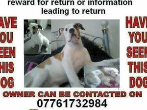 Supporting image for story: Puppy Ruby is latest dognap victim