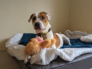 Supporting image for story: Dogs Trust Shrewsbury seeks forever home for 'beautiful' American Bulldog Kluska 