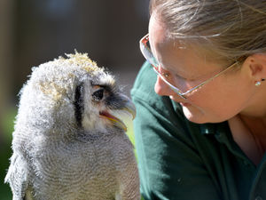 Supporting image for story: Baby owl newest addition to growing wildlife centre
