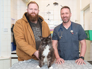 Supporting image for story: Heroic recovery for Batman the rescue cat after major surgery gets him back on his feet