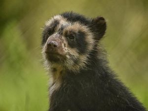 Supporting image for story: Bear emerges from its den at zoo
