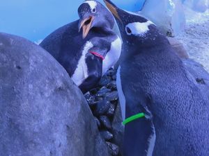 Supporting image for story: Same-sex penguin partnerships formed at London aquarium during mating season
