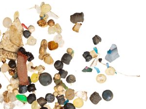 Supporting image for story: Microplastics are contaminating people’s brains, blood and testicles, MP warns