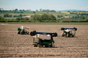 Electric buggies are used to transport pickers around Lodge Farm